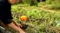 Basic Gardening Tips : Common Mistakes When Gardening